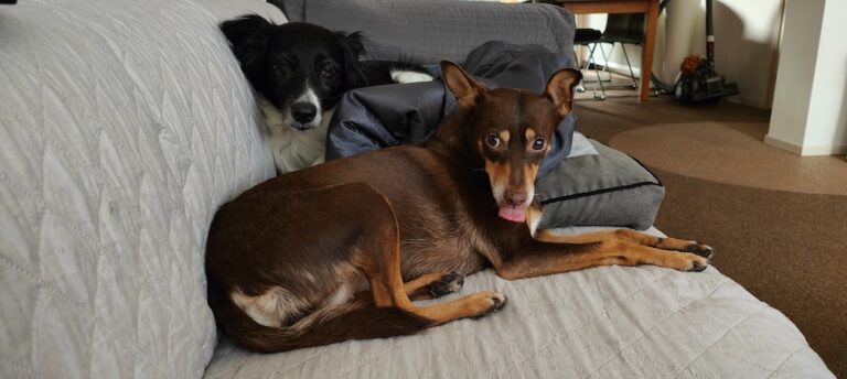 Whose dogs are those?